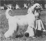 Thumbnail of Hound Hill Bedouin Of Grandeur