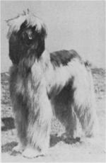 Thumbnail of Rajah Of Arken