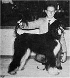 Thumbnail of Dureigh's Rebel Of Carline