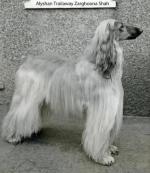 Thumbnail of Alyshan Trailaway Zarghoona Shah