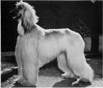 Thumbnail of Desert Chieftain Of Mikai