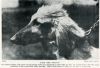 Thumbnail of Rajah (UK)(1914)