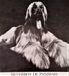 Thumbnail of Silverboy de Pandjah
