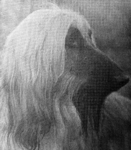 Thumbnail of Alyshan Hassan Shabbah