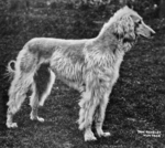 Thumbnail of Taj Mahip Of Kaf