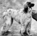 Thumbnail of Taj Akbar Of Chaman