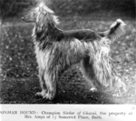 Thumbnail of Sirdar Of Ghazni