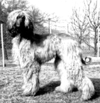 Thumbnail of Cashila Von Katwiga