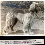 Thumbnail of Patrols Silvercaul Maidochitra