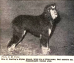 Thumbnail of Wild Iris Of Khorrassan