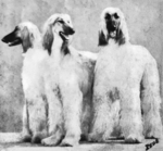 Thumbnail of Sheba Of Scheherezade (1957)