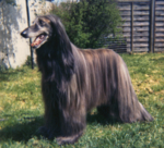 Thumbnail of Horningsea Tigers Eye