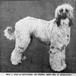 Thumbnail of Saleh Bey Of Khorrassan