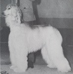 Thumbnail of Charikar Dominator Joh-Cyn