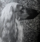 Thumbnail of Alyshan Trailaway Zarghoona Shah