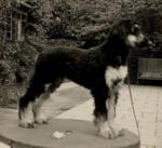 Thumbnail of Shiba Of Carloway