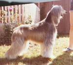 Thumbnail of Esfahan Apache Tear